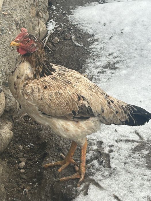 Куры шолпанки тулячки