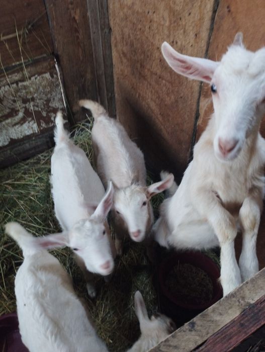 Козлята молочные.