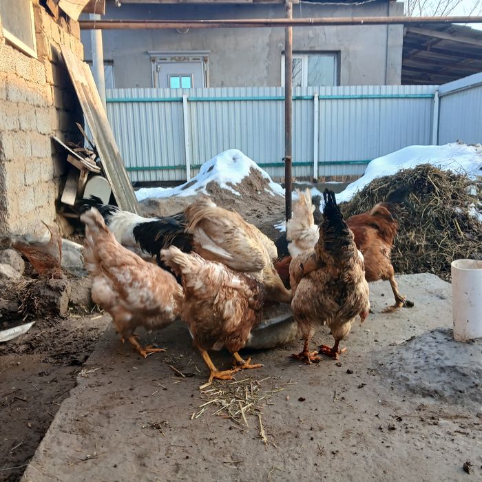 Тауықтар сатылады