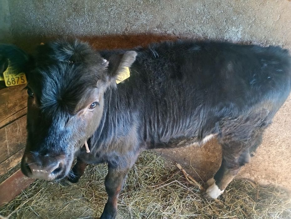 Vând vacă cu vițică