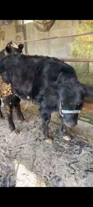 Семіз ұрғашы тана сатылады