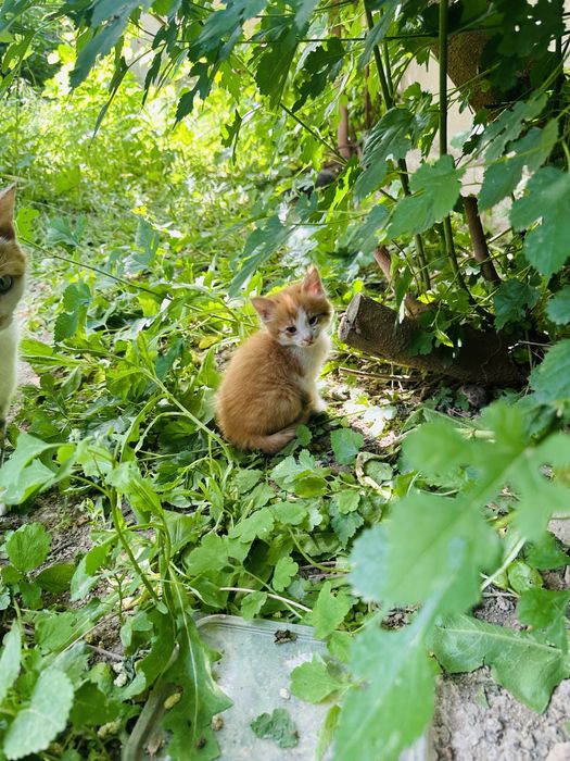 Отдам котят бесплатно