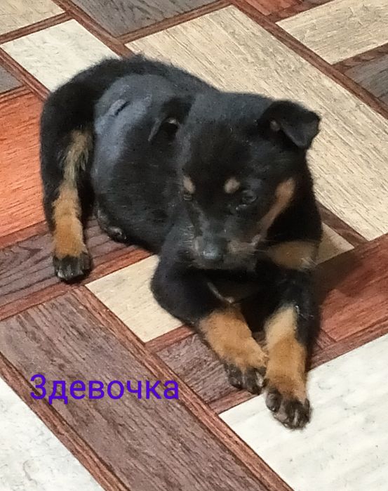 Щенки девочки бесплатно