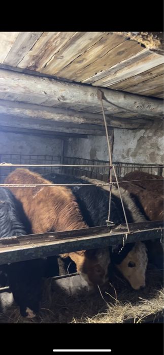 16 бас  екі жасар  бұқалар сатылады