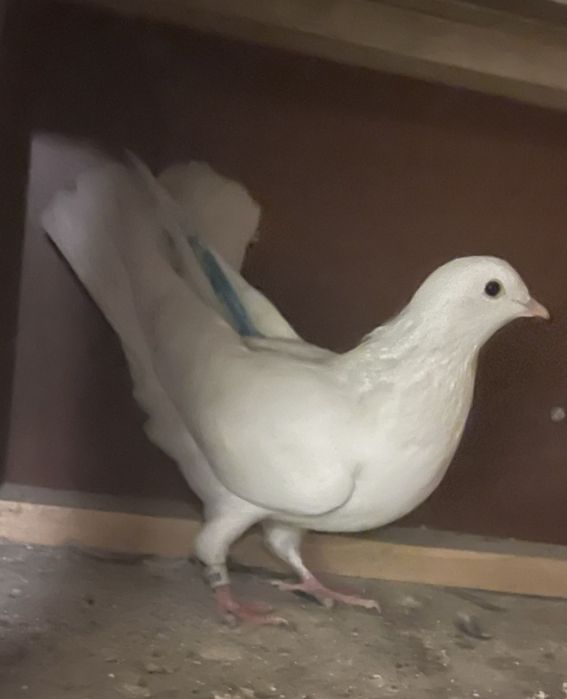 Голуби  белые  продаются.