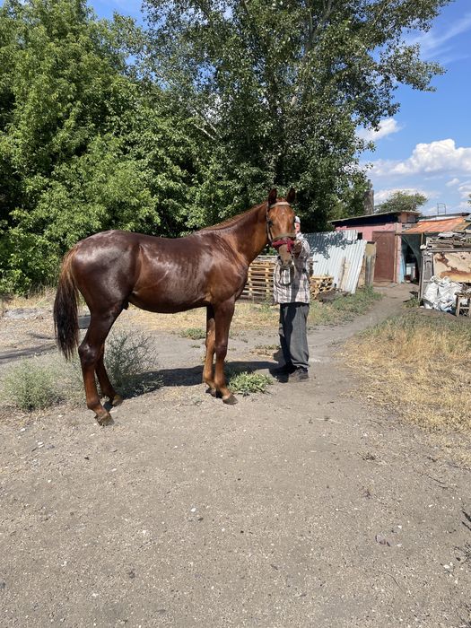 Продам английского жеребенка