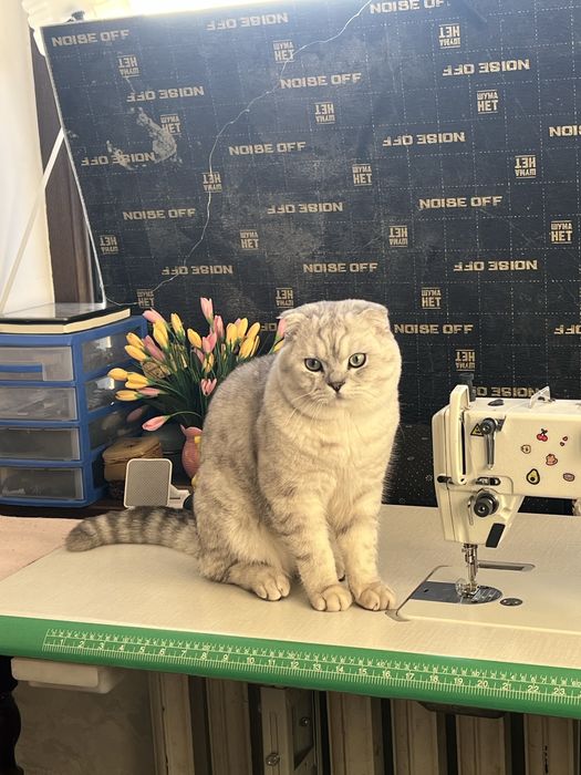 Ogil bola, britanski skotish fold seribristiy okras sotiladi