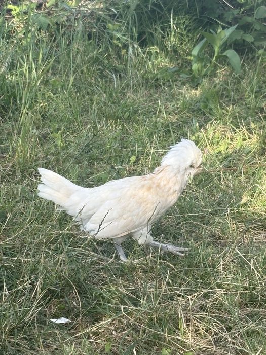 pui paduana , alba alb cu pete negre si chamois