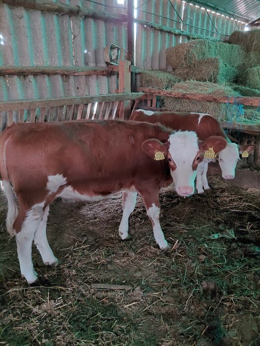 Vând  vițele cuminți