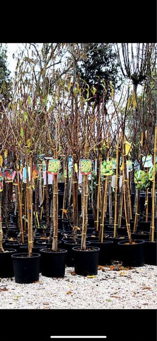 Vindem pomi fructifer