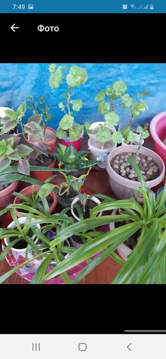 Продам комнатные цветы