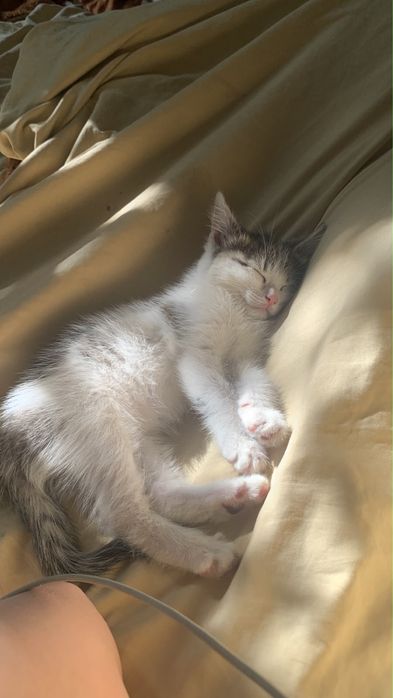 Котята бесплатно отдам