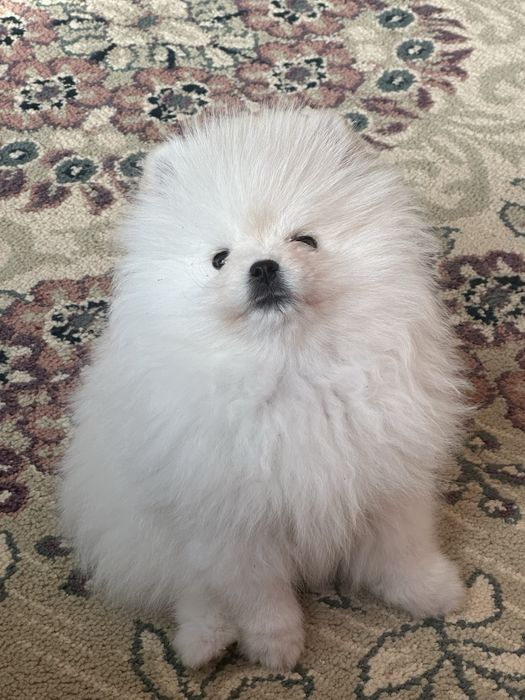 Продам померанского шпица