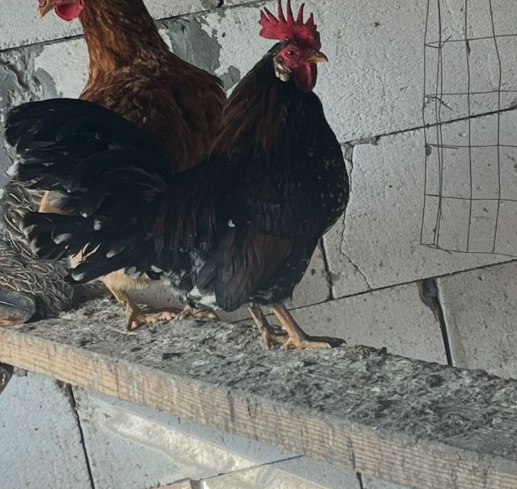 Vând găini diferite rase