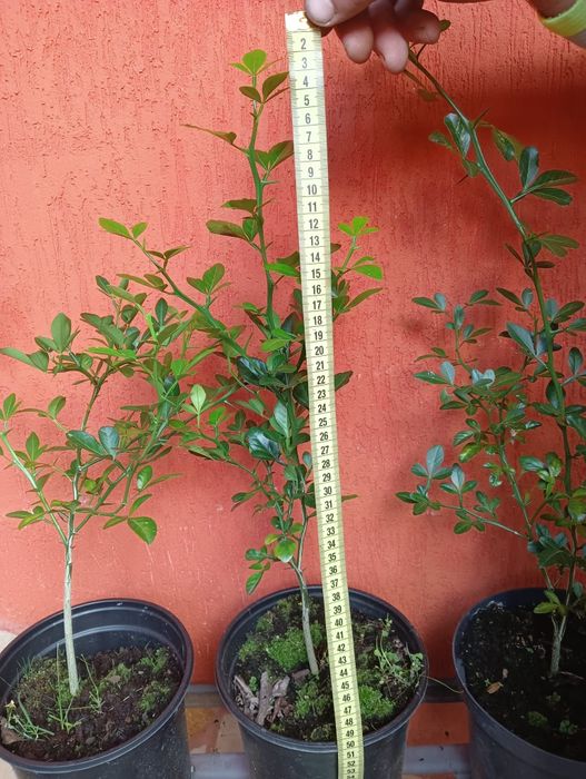 Lamai rezistenti la ger , Poncirus Trifoliata