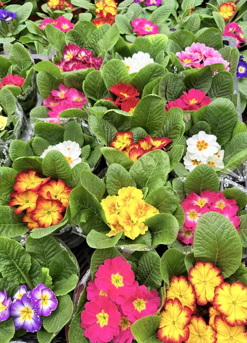 Flori de vanzare, de la producator