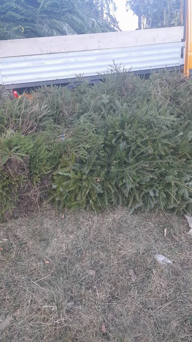 Puieti ,mesteacan,tei,