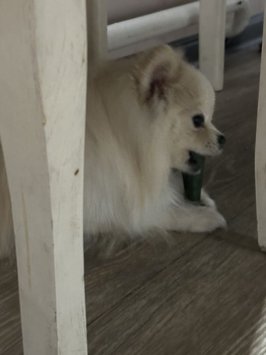 Кобель вязка шпиц