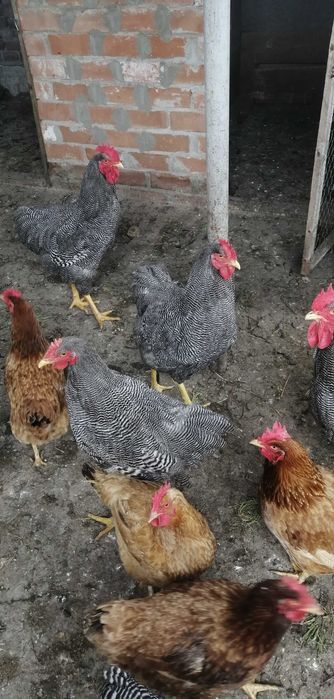 plimut rock barat..cocos