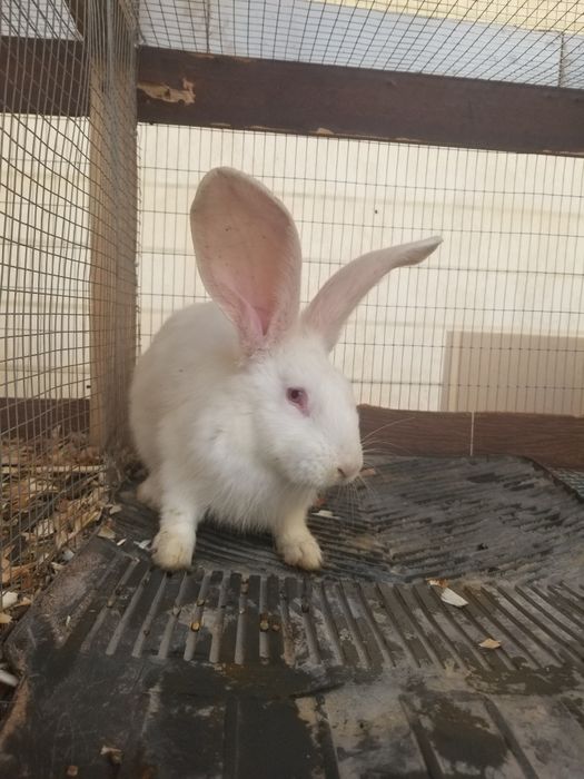 Flandr bolasi xar xili bor