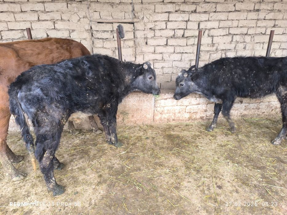 Сиыр бұзаумен коровы