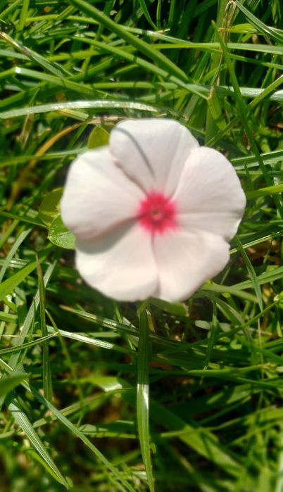 Хашак курук, беда аралаш мол ва куйлар учун богланган.