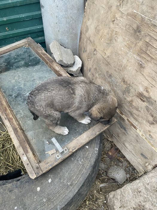 Продам щенка төбет алабай крупный девочка