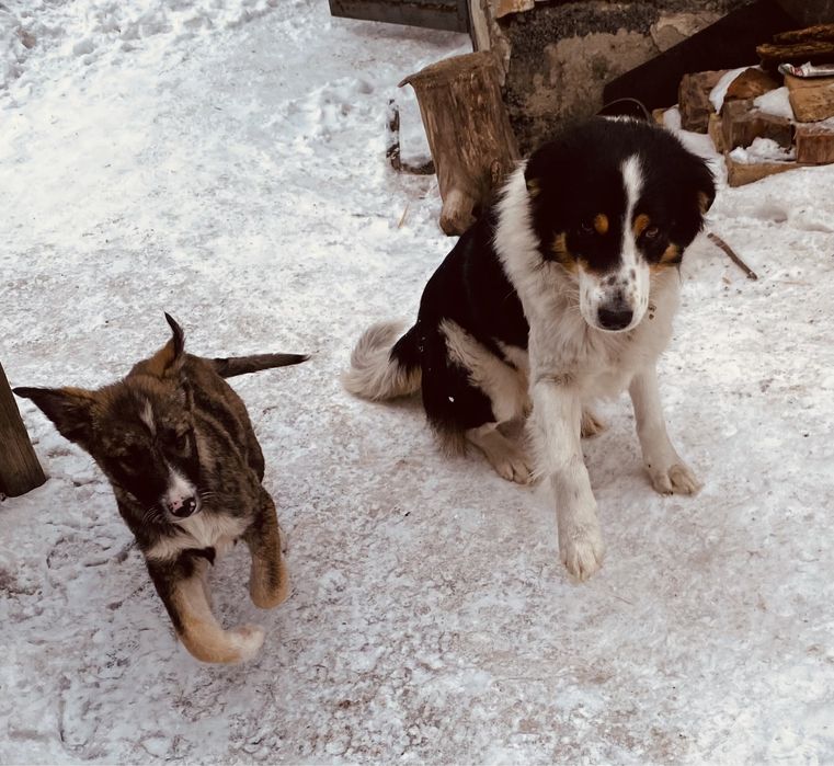 Трехмесячные домашние щенки