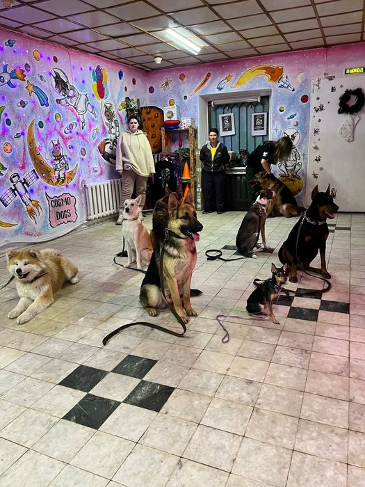 Дрессировка собак- Зоогостиница