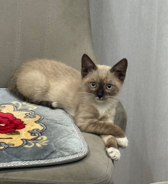 Котенок Мальчик 2,5 мес