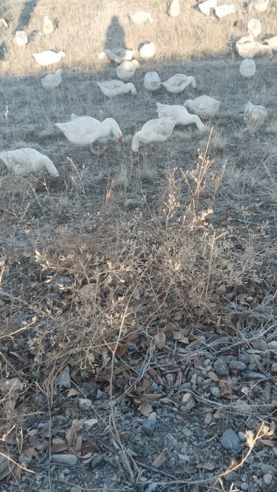 Продам. Гусь. Домашние