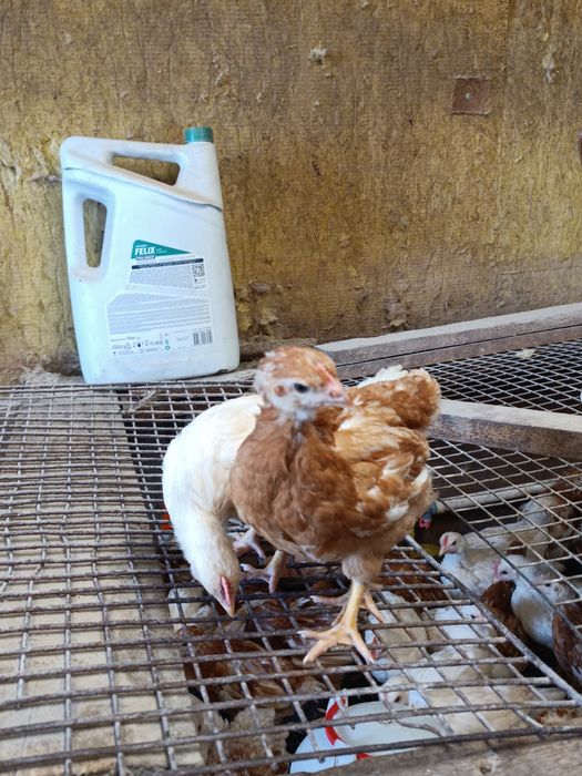 Продам цыплят ломан Браун