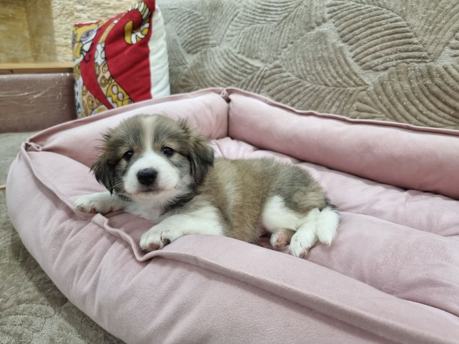 Домашний щенок.Ваше персональное счастье.