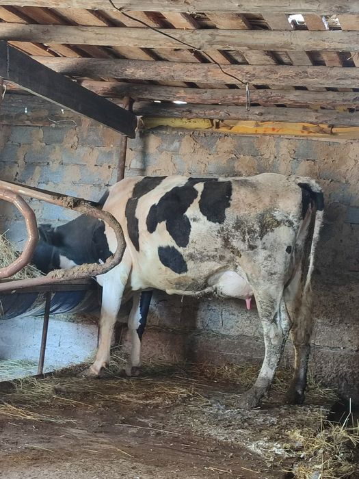 Корова голштин 2 отела.