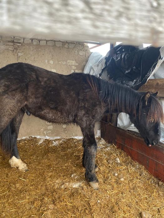 Продам лошадей...