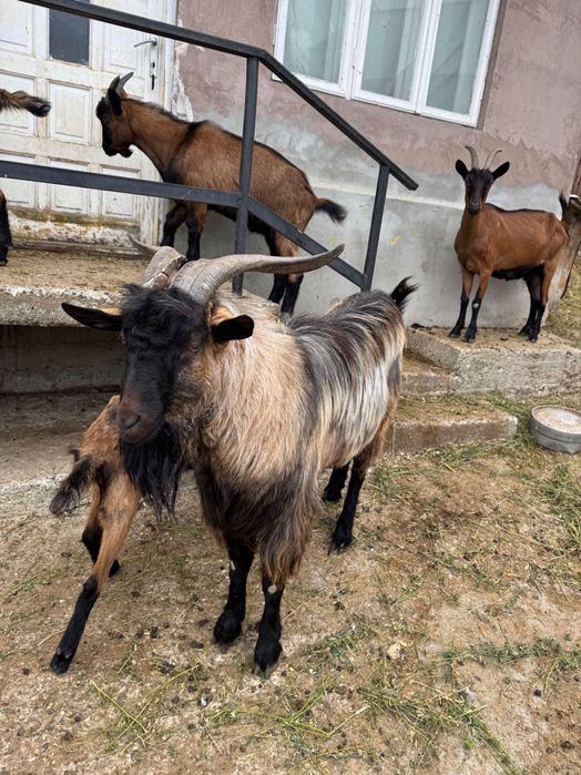 Țap - 1 an jumatate