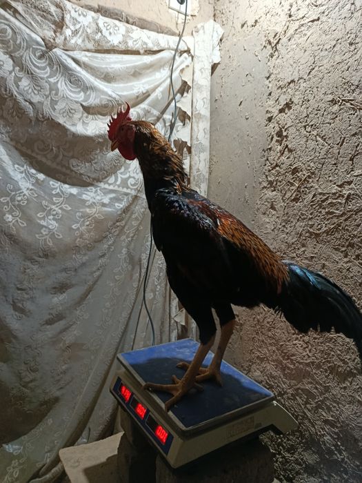 Шалпанглар сотилади