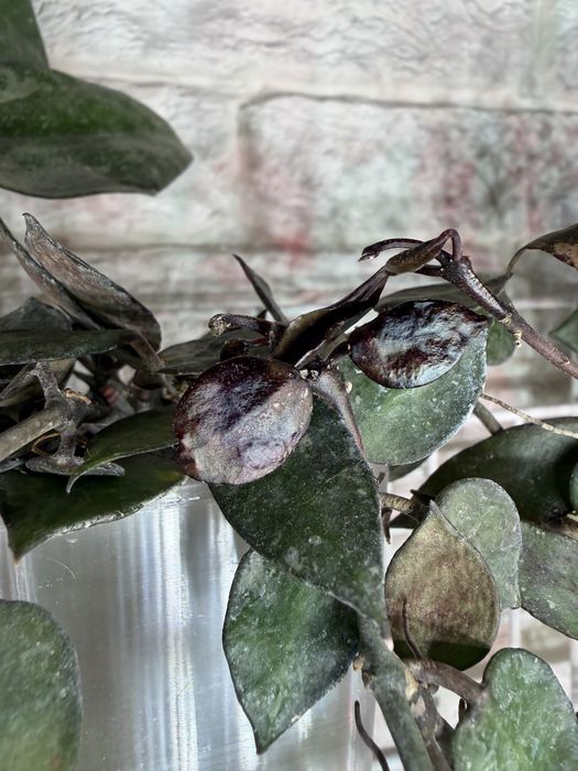 Хойя lacunose Black Leaves