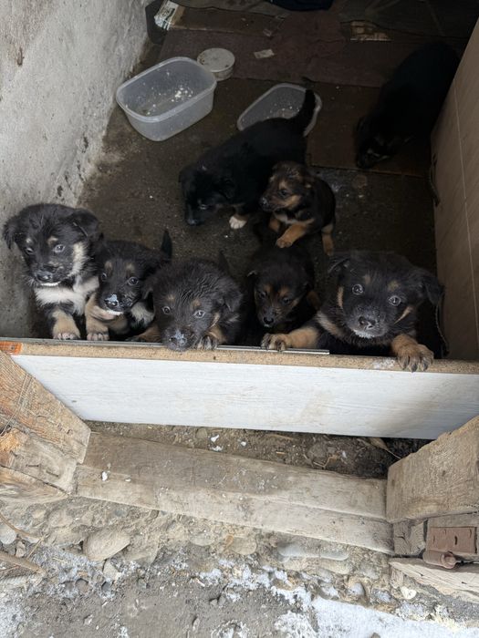 Отдам щенят мама немка