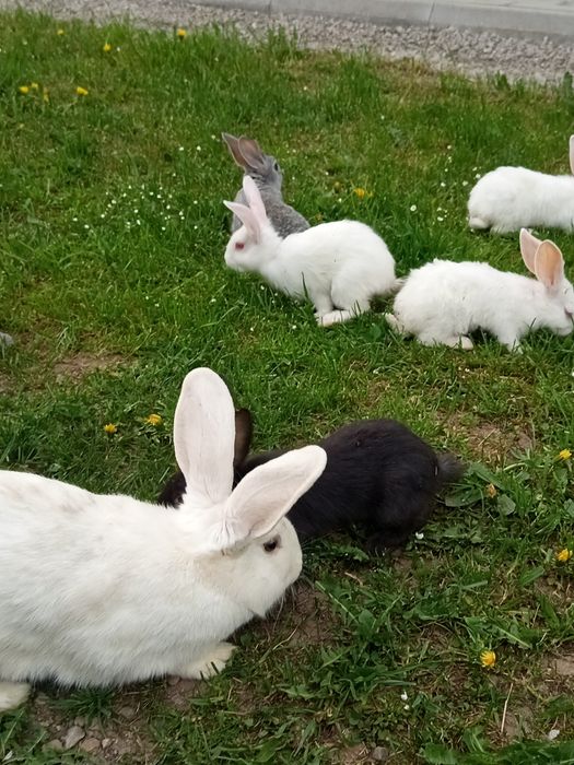 Pui de  iepuraș de vanzare