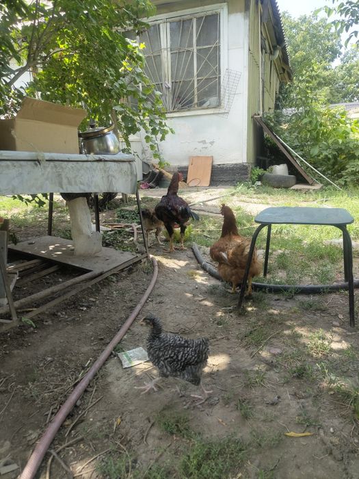 Продам курей цыплят