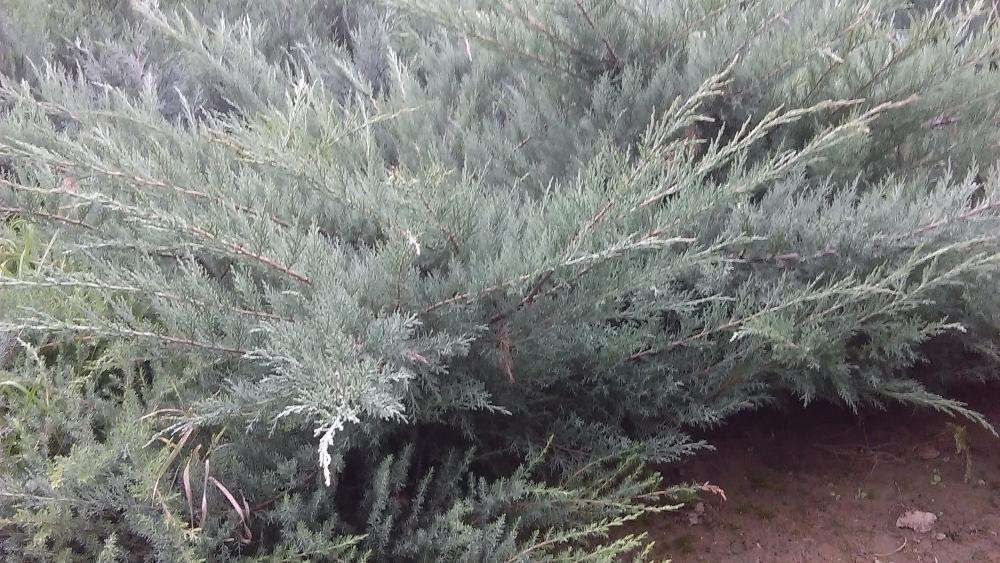 ienupar tarator argintiu