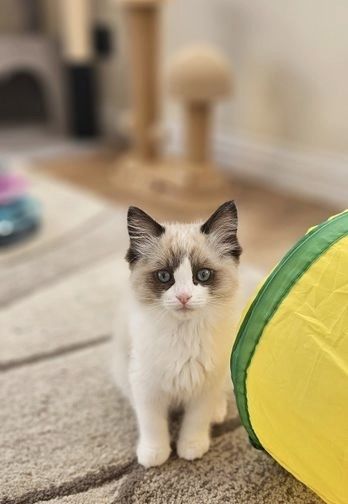 Puiuti ragdoll 800 lei