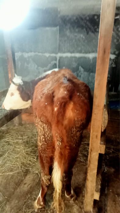 Продам корову   .