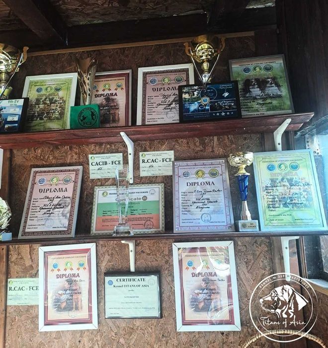 Женско САО , АЛАБАЙ , Туркменски Вълкодав