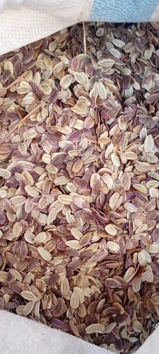 Kovrak oʼsimligi biznesi.