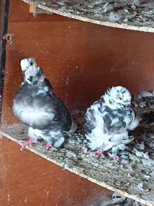 Porumbei ornamentali și jucători