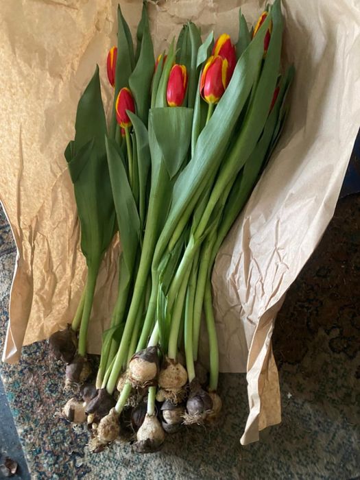 Тюлпаны тюлпаны