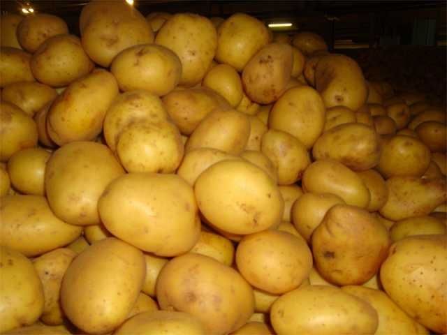 Картошка, морковка дачная