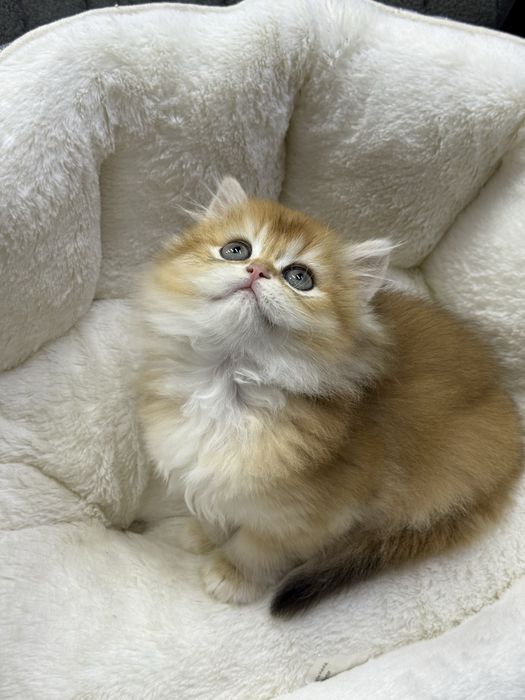 Британская Золотая шиншилла